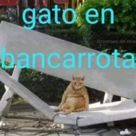 Gato En Bancarrota Sentado Guaton Gordo Gatito Meme Chistoso Funny