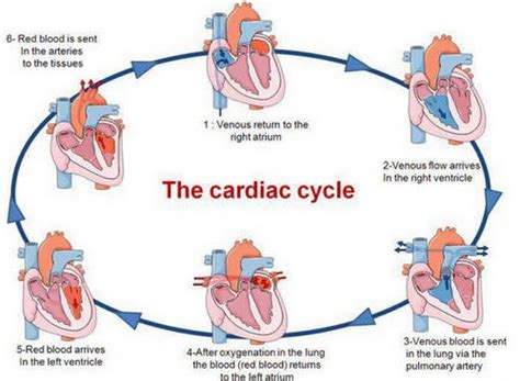 Cardiac Cycle Drawing At PaintingValley Explore Collection Of