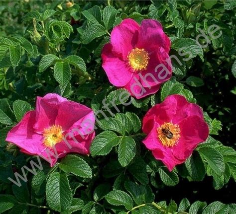 Rosa Rugosa Kartoffel Rose By Manfredhans