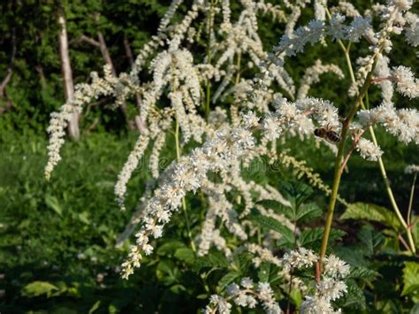 Astilbe Thunbergii Professor Van Der Wielen Features Green Leaves And