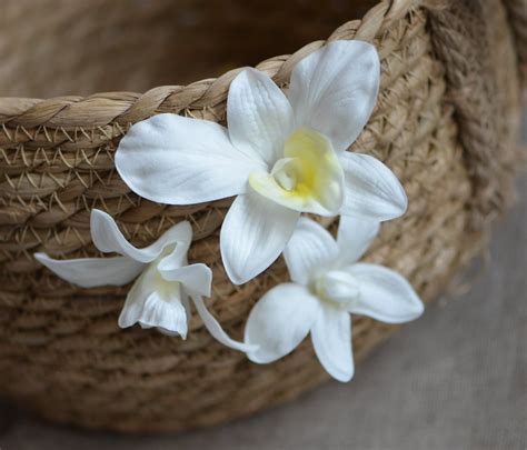 3 Ivory White Orchids Heads Real Touch Thailand Orchids Diy Cake