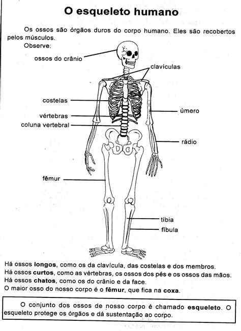 Exercícios Sobre Sistemas Do Corpo Humano 6 Ano Gabarito REVOEDUCA