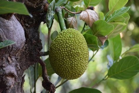 Jackfruit Tree Photos, Download The BEST Free Jackfruit Tree Stock Photos & HD Images