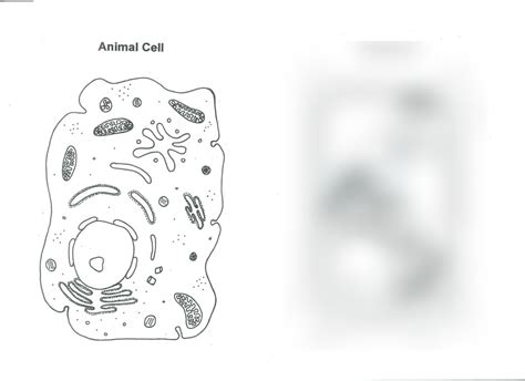 Animal Cell Diagram Diagram Quizlet