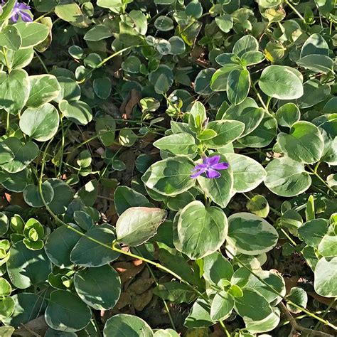Variegated Vinca Groundcover Starter Vines - Lavender Periwinkle
