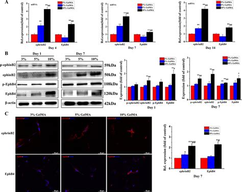 A Ephrinb2 And Ephb4 Mrna Expression In Bioprinted Constructs After 4 Download Scientific