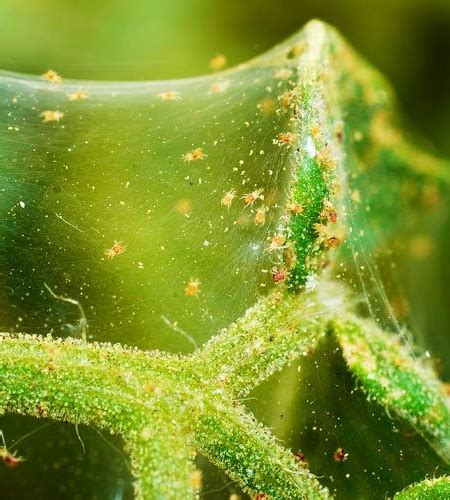 Where Do Spider Mites Come From Prevention Tips And More Wr