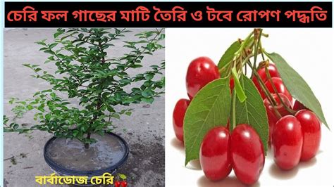 Growing Cherry Plant In Container টবে চেরি গাছ রোপণ পদ্ধতি Youtube