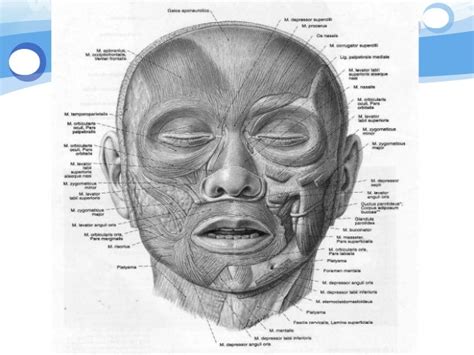 Anatomi Otot Kepala And Wajah Semester 2 Kd 2 Anatomy