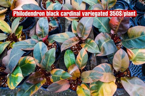 Philodendron Black Cardinal Variegated X10 Florista Pearl Thailand