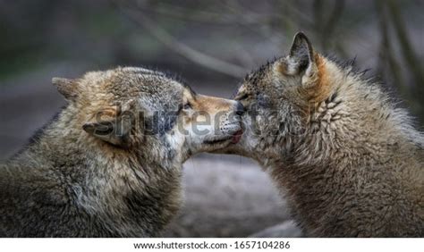 7,940 Grey Wolf Pack Images, Stock Photos & Vectors | Shutterstock