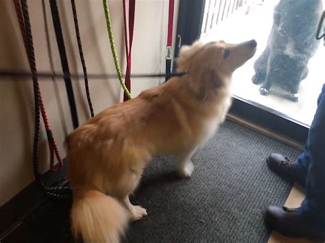 Corgi Golden Retriever Mix