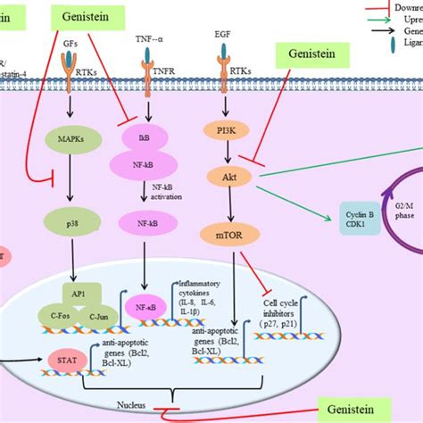 The Effect Of Genistein On Both Extrinsic And Intrinsic Apoptotic