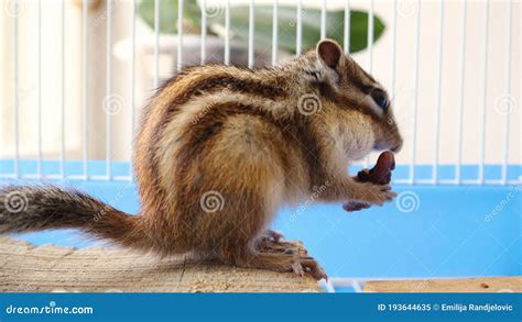 Siberian Squirrel Holding In Hands And Eats Walnut In A Cage Stock