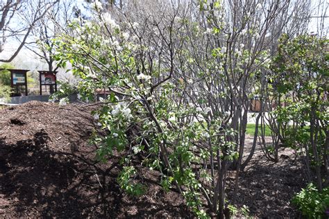 Mount Baker Lilac