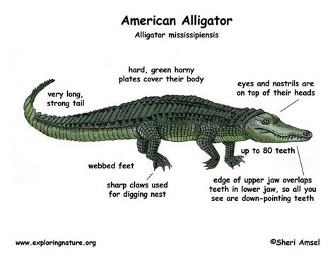 Crocodile Diagram Labeled