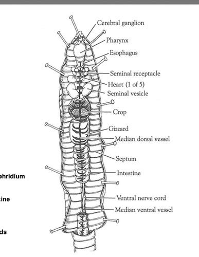 Bio Lab Phylum Annelida Slides Flashcards Quizlet