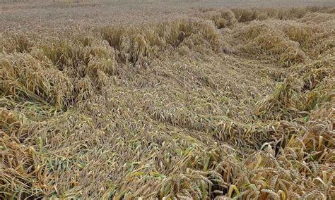 Over 5 23 Lakh Hectare Wheat Crop Destroyed