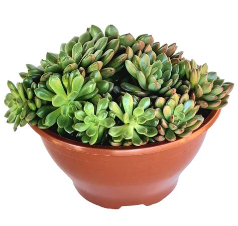 Suculenta Graptoveria Bashful Matriz Cuia Verde Amor Jardinagem