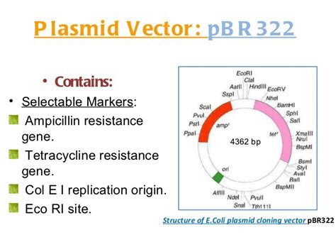 Cloning Vector