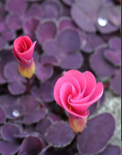 Oxalis Purpurea Garnet The Collectors Corner Buy Unusual Perennial