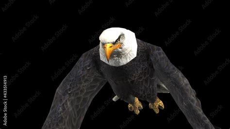 Bald Eagle Flying Looped Stock Video | Adobe Stock