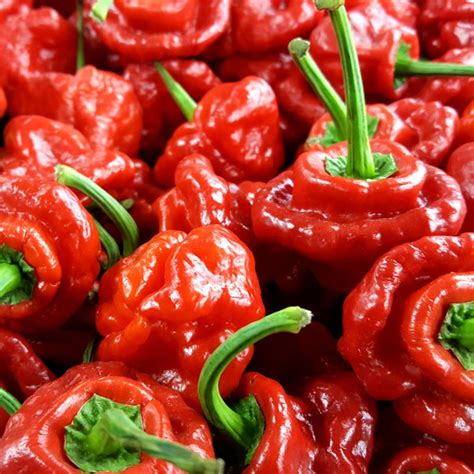 Chilli Pepper Scotch Bonnet Red