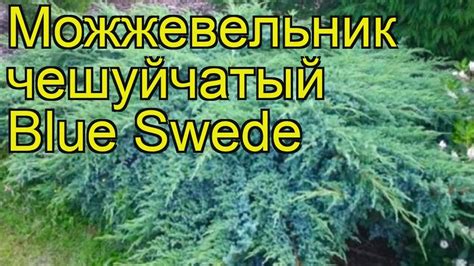 Можжевельник чешуйчатый Блю свид. Краткий обзор, описание juniperus ...