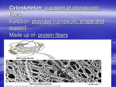 Ppt Cell Structure Function And Macromolecules Powerpoint