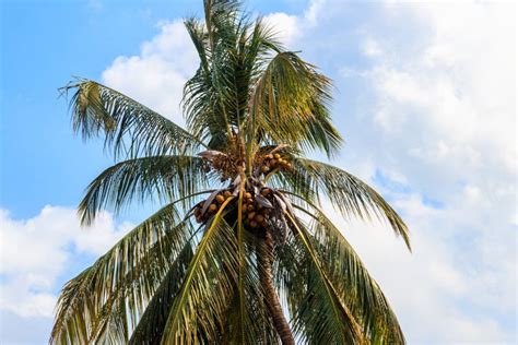 Coconut Palm Tree Cocos Nucifera With Ripening Coconuts Against Blue