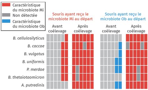 Les rôles du microbiote humain Lelivrescolaire fr