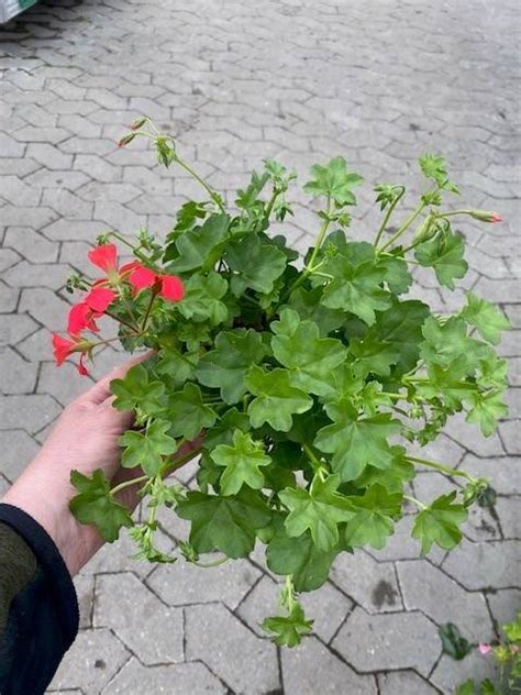 Tyroler Pelargonie Gartnerhallen A S