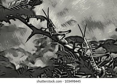 Black White Drawing Two Locusts On Stock Illustration 103498445 ...