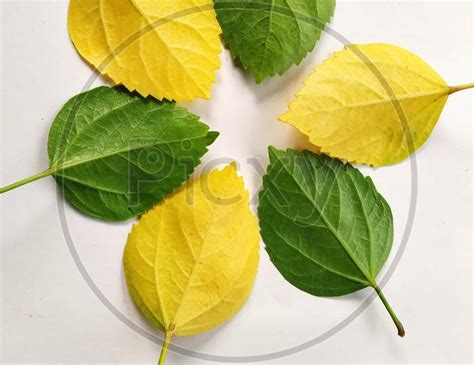 Image Of Photo Of Yellow And Green Hibiscus Leaves In A White