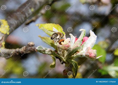 La Abeja De La Miel Recolecta El N Ctar De La Flor Del Manzano Abeja En