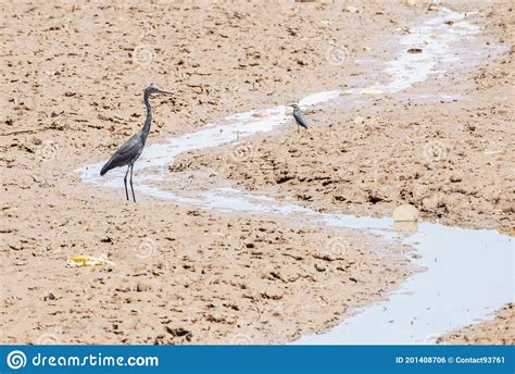 Ardea Humbloti Stock Photos Free Royalty Free Stock Photos From