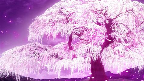 Cherry Blossom Anime Wallpapers - Wallpaper Cave