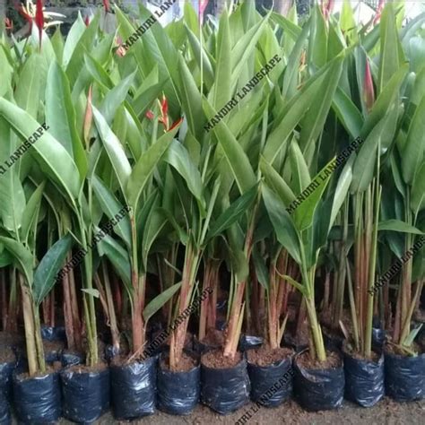 Jual Tanaman Hias Pisang Heliconia Pisang Pisangan Heliconia Shopee