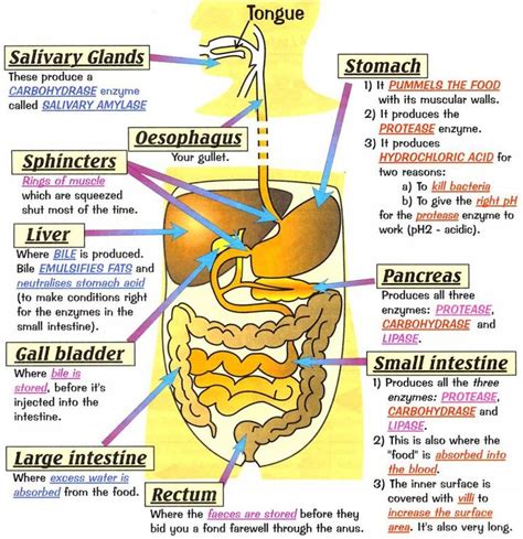 25 Best Ideas About Human Digestive System On Pinterest Systems Biology Biology Com And Ted Tube