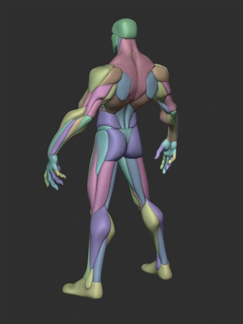 3d Character Character Design Anatomy Practice Anatomy Drawing