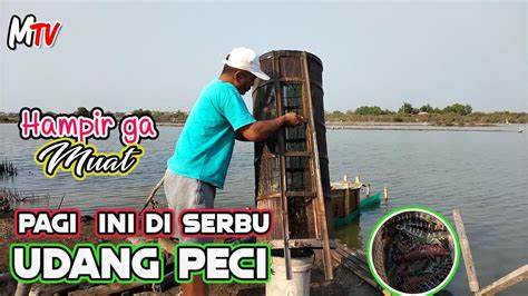 Pagi Pagi Dapat Banyak Udang Peci Perangkap Udang Tradisional