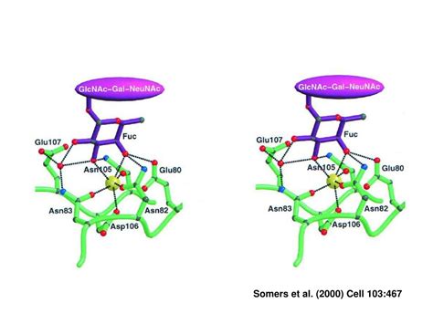 Ppt Principles Of Glycan Recognition Powerpoint Presentation Free