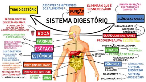 Sistema Digestório Mapa Mental RETOEDU