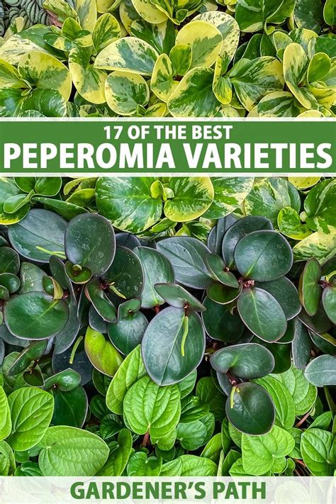 How To Care For And Propagate Peperomia Obtusifolia Artofit