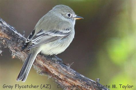 Gray Flycatcher