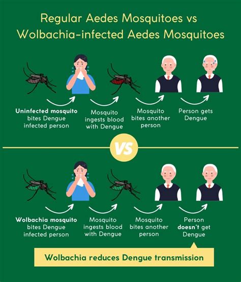 What Is The Wolbachia Mosquito Breeding Project