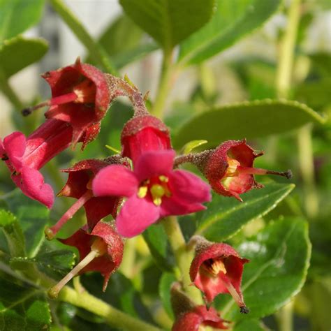 Escallonia Red Elf - Hedging Shrub