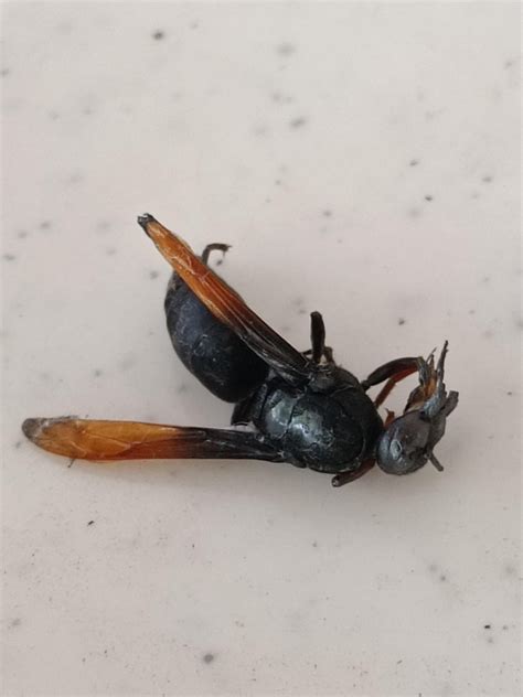 Need help identifying this insect. Pampanga, Philippines : r/Entomology
