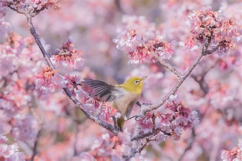 Sony Japan On Twitter おはようございます。今週の投稿も、αcafeの写真からスタート！ 待ちわびた春の訪れを喜ん