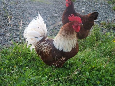 Chicken Breed Focus Scots Dumpy